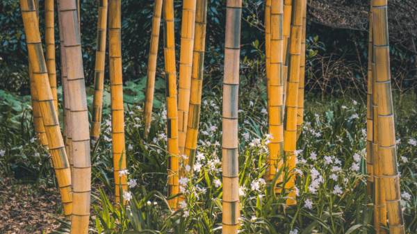 bamboo for sustainable signs